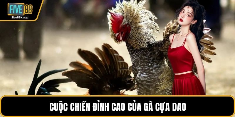 Cuộc chiến đỉnh cao của gà cựa dao